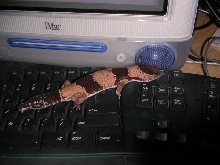 Alpha typing a great american novel