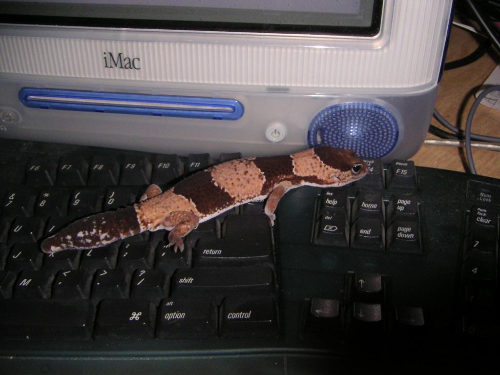 Alpha typing a great american novel