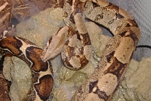 boa male 1.5 years