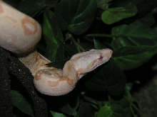 albino1