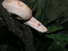 albino2