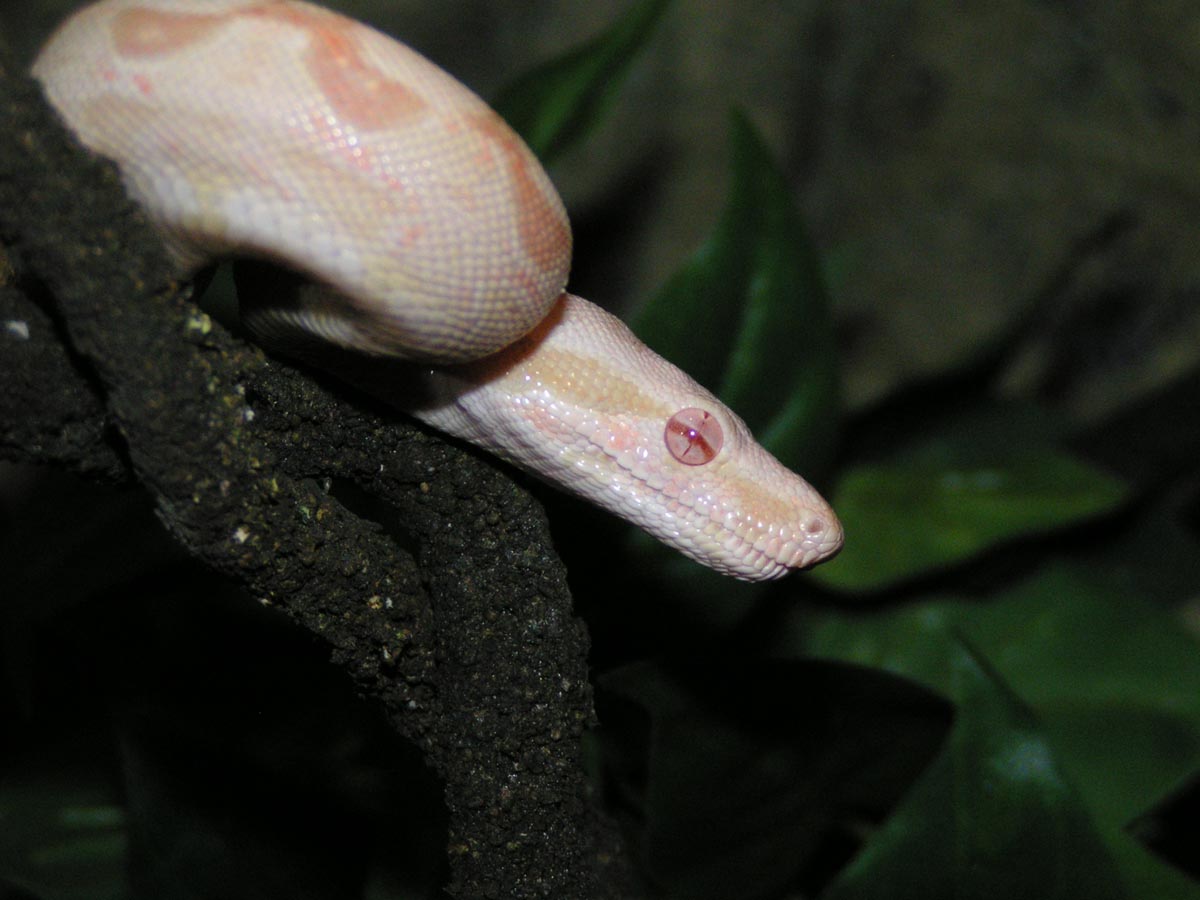 albino2