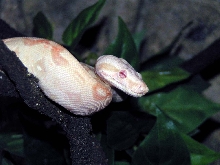 albino3