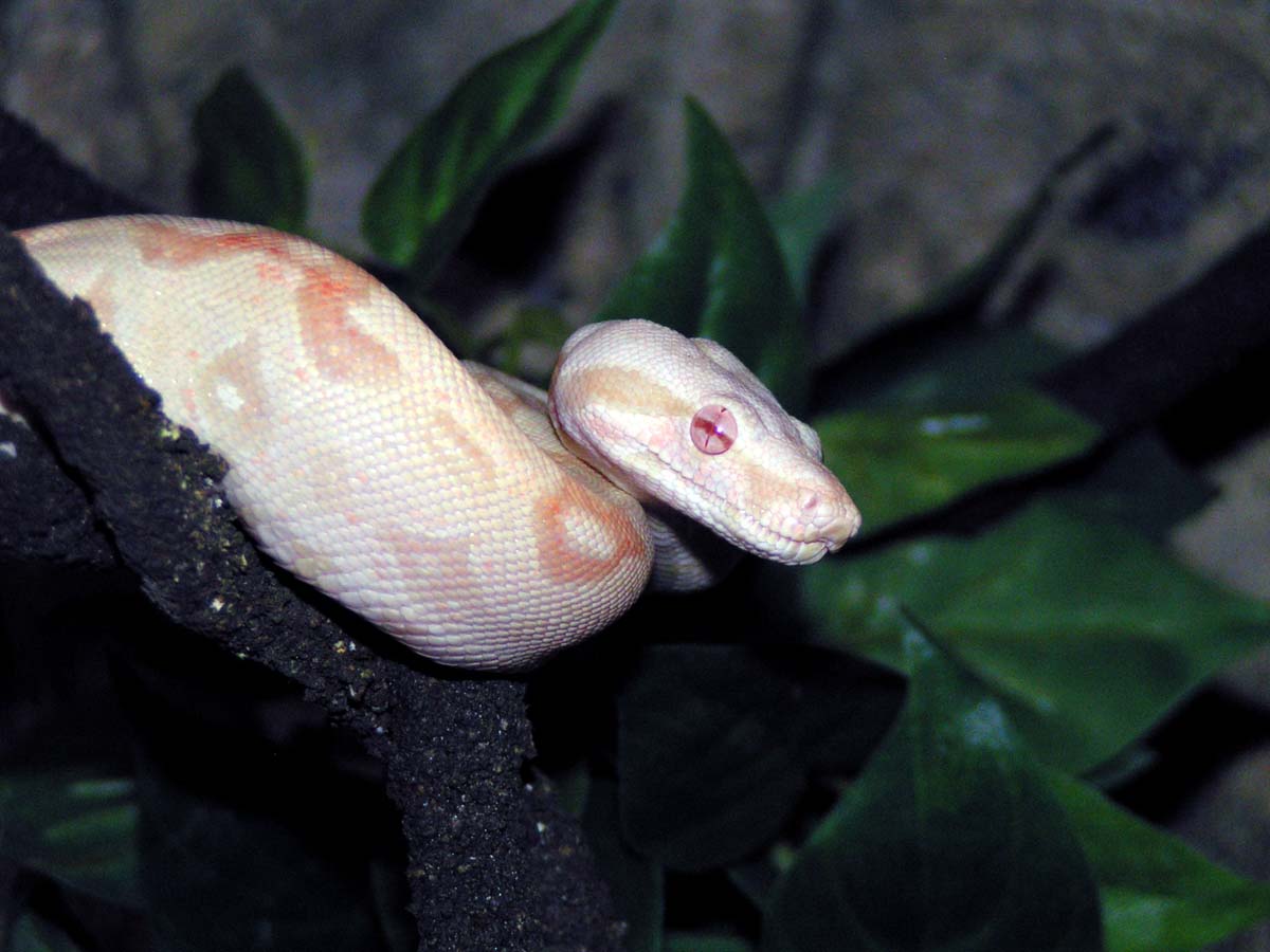 albino3