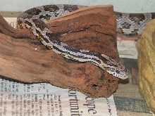 apollo