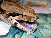 burp