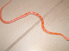 unknown1