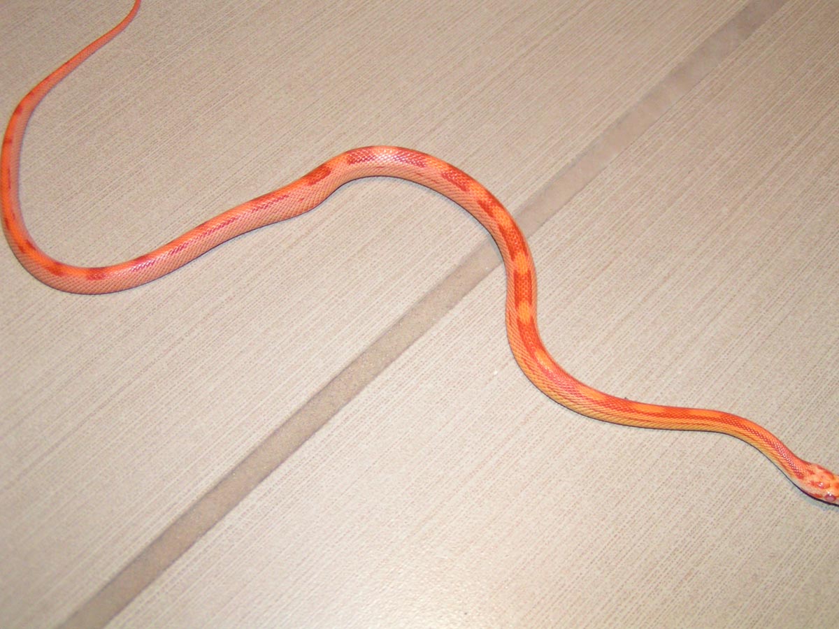 unknown1