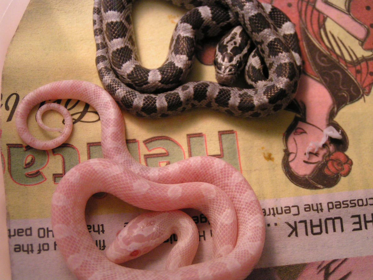 babies