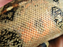 scales1