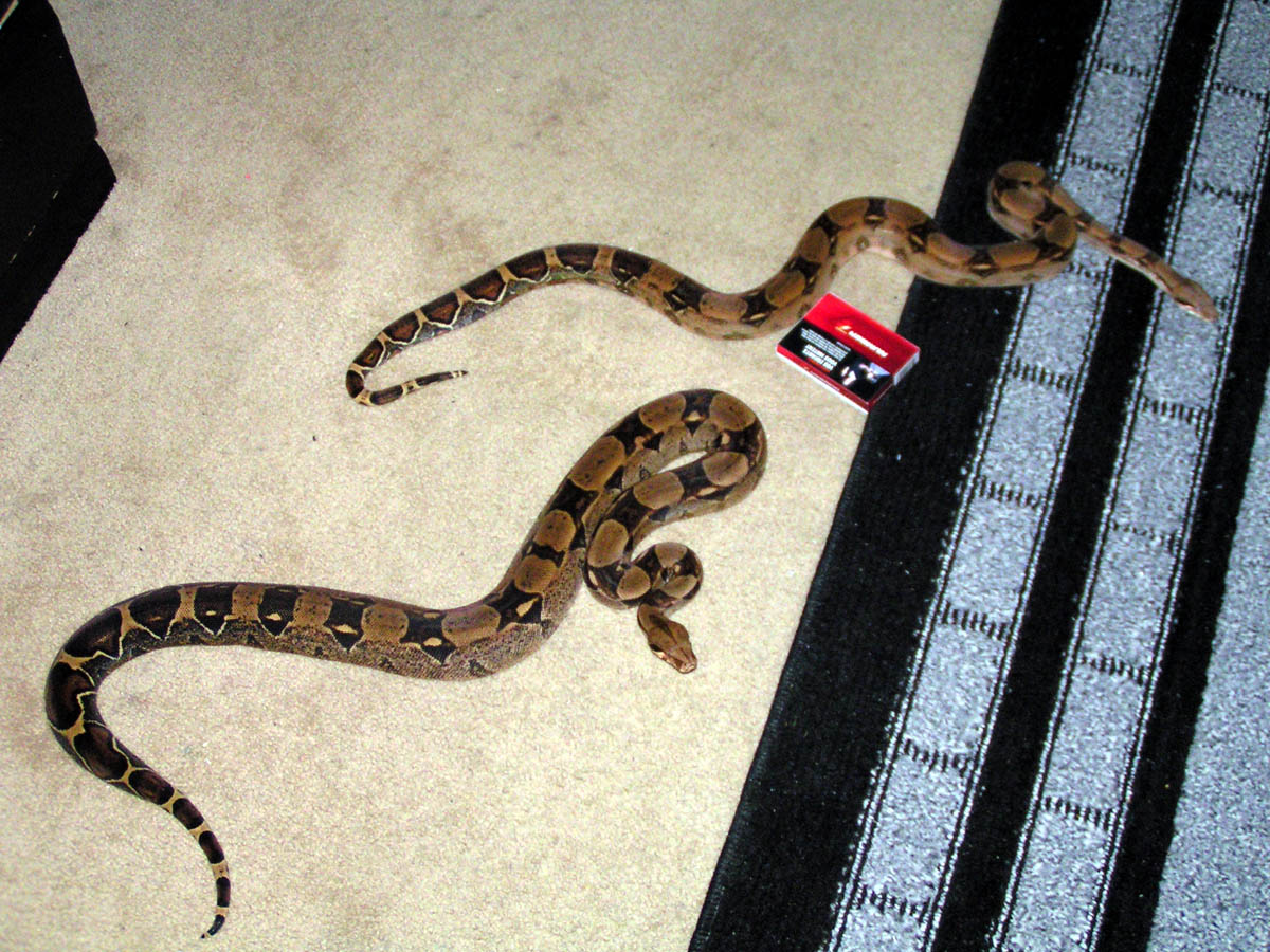 size comparison 06