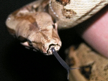 Tongue