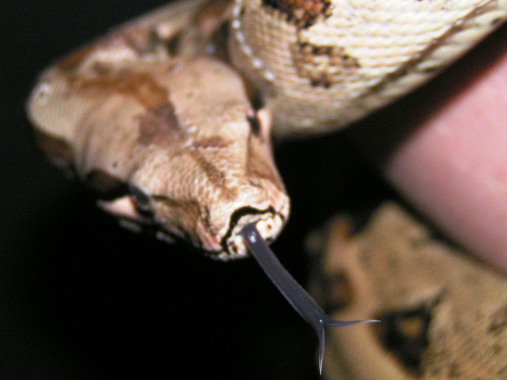 Tongue