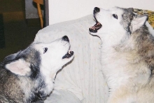Daytro and Bailey in Full Song