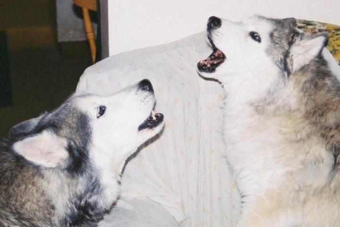 Daytro and Bailey in Full Song