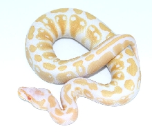 Albino