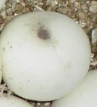 eggspot