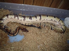 ovulation