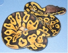 p4 female