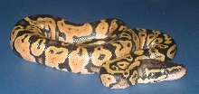 p202 3