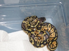 blonde hatchling