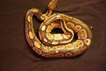 '04 Male