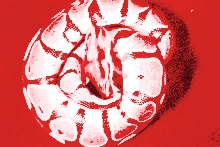 Logo Ball