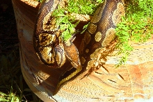 neo outside