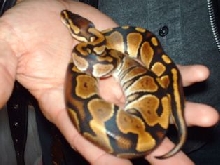Zena