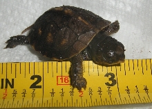 Augustus