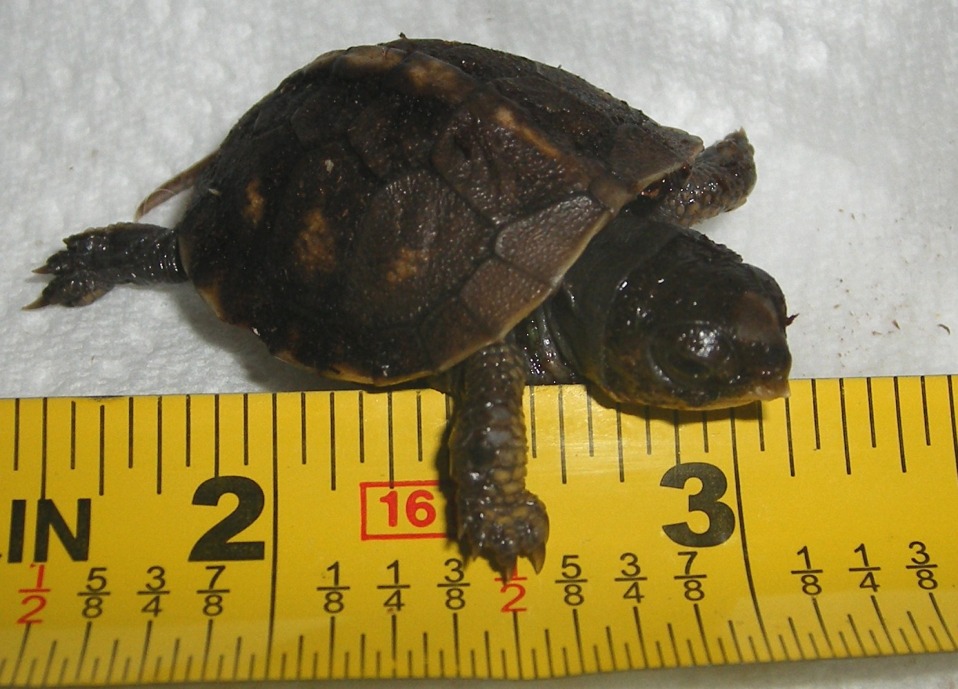 Augustus