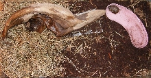 Baby Eastern Box Turtle Enclosure 10 Gallon Tank
