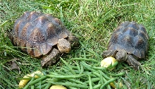 Abner and Abney