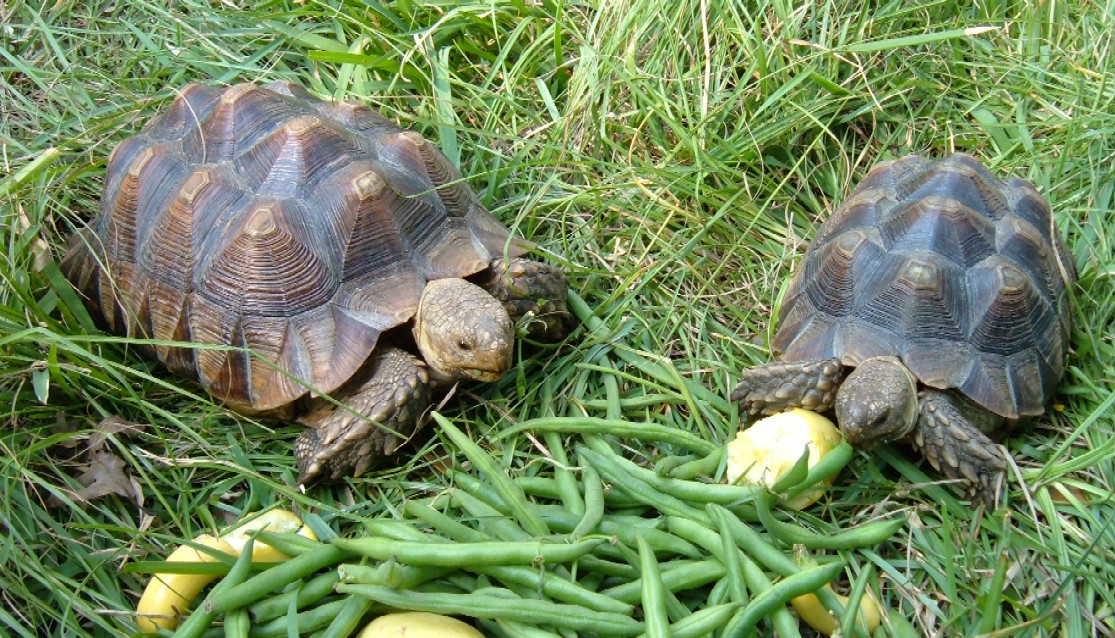 Abner and Abney