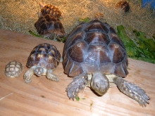Growing Sulcatas : 1 Month - 1 Year - 2 Years