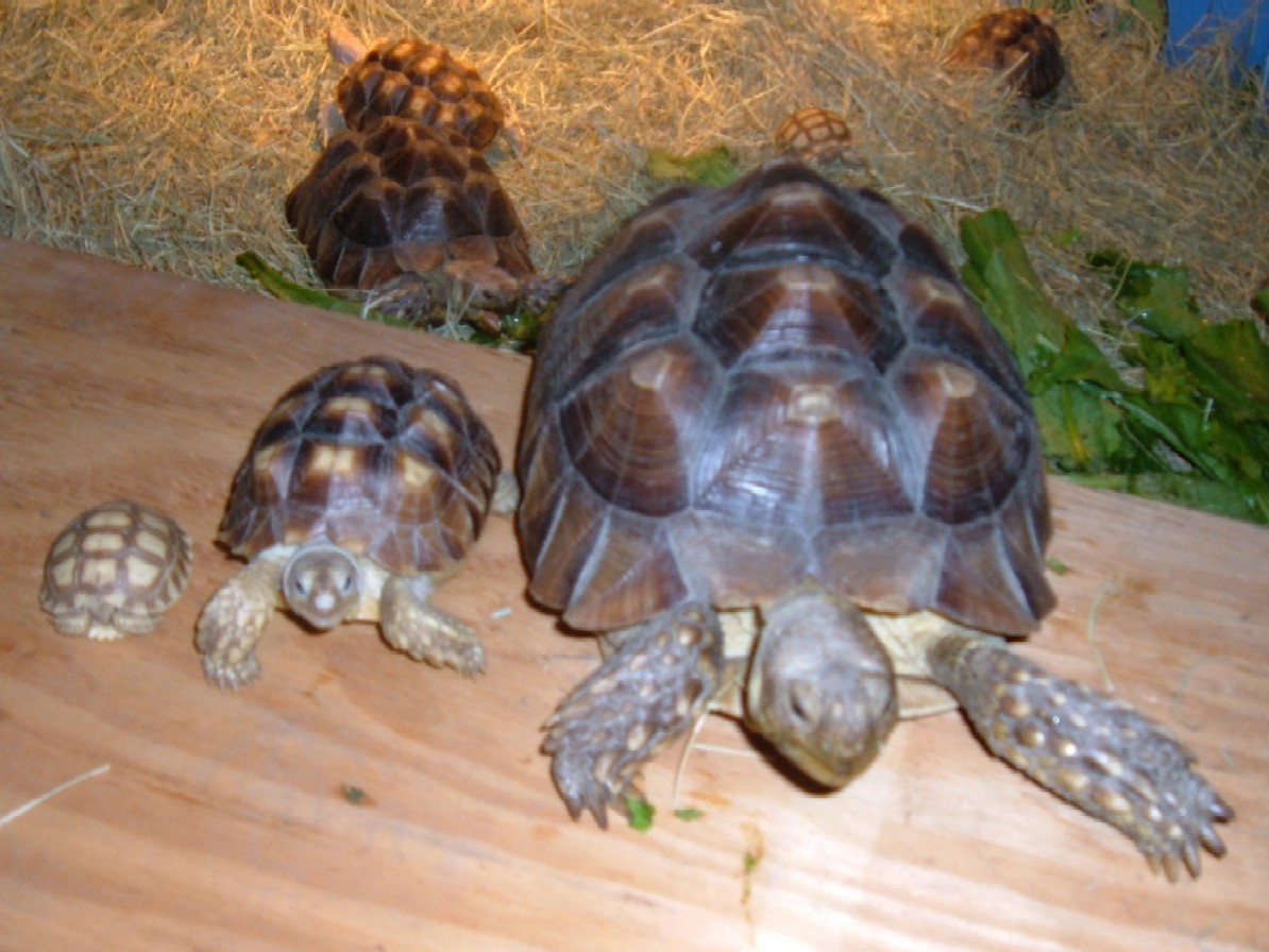Growing Sulcatas : 1 Month - 1 Year - 2 Years