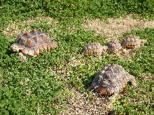 Sulcata tortoises playing in the clovers