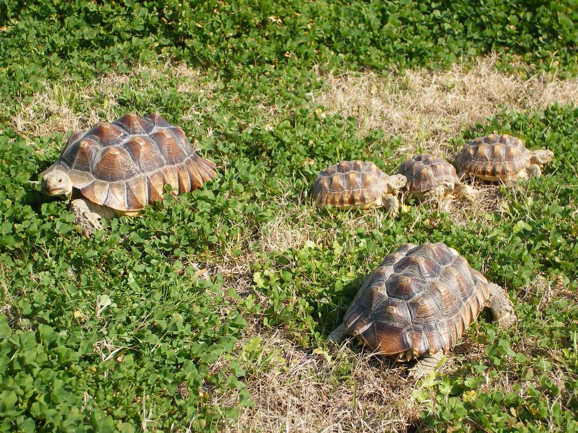 Sulcata tortoises playing in the clovers