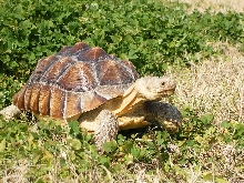 2 Year old Sulcata at play