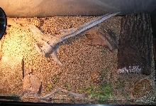 Hatchlings in their winter home