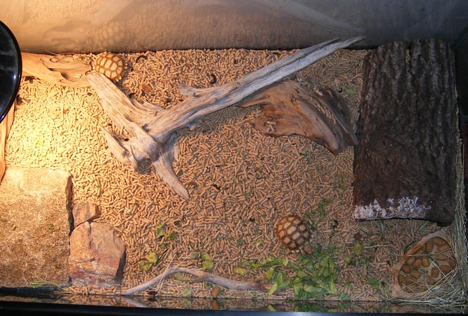Hatchlings in their winter home