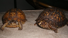 Oscar and Betty