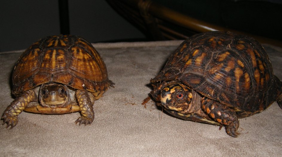 Oscar and Betty