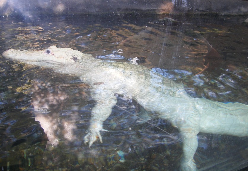 rare white alligator