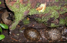 three Florida Boxs
