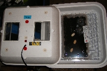 Hovabator and 3 Box turtle eggs