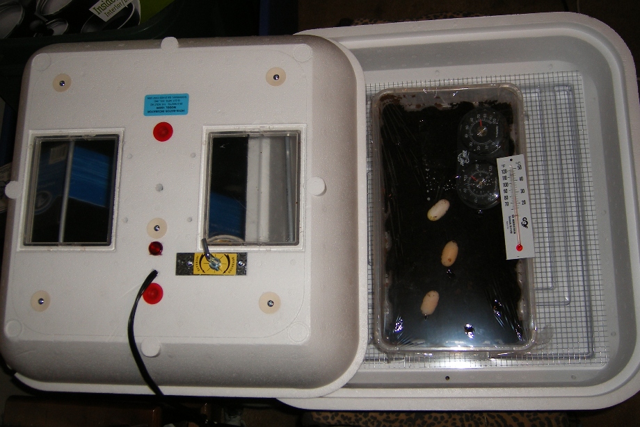 Hovabator and 3 Box turtle eggs