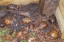 7 Easterns having a worm lunch