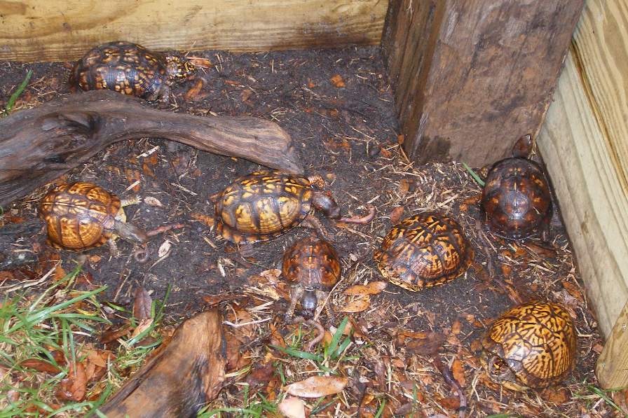 7 Easterns having a worm lunch