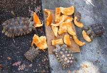Our Sulcatas having Thanksgiving dinner